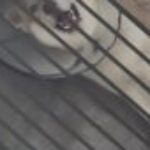 Profile photo of chase
